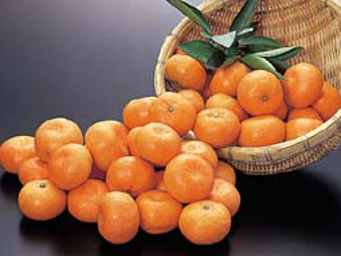 B08 坂本さんの有機栽培みかん 約10kg 熊本県