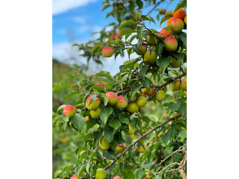 王隠堂農園プラムハニー2本入りセット x1