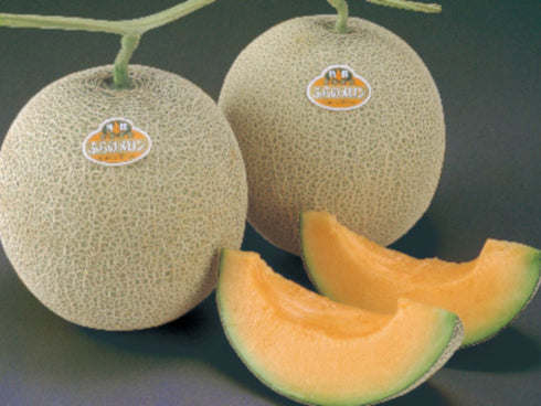 北海道ふらのメロン x1