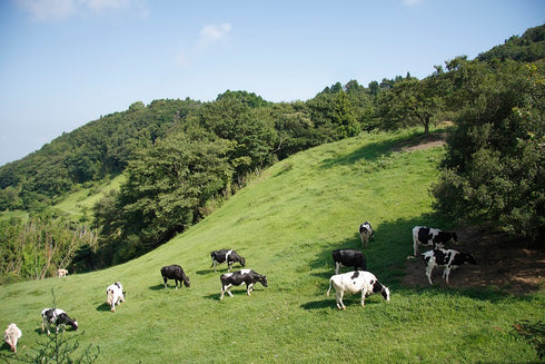 黒沢牧場 和歌山3姉妹アイス 6個 x1
