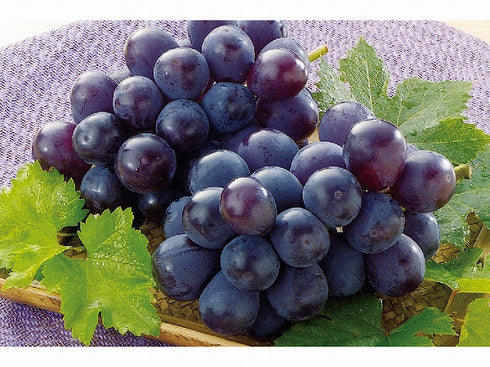 A 福島県/下飯坂 片平さんの種無しピオーネ