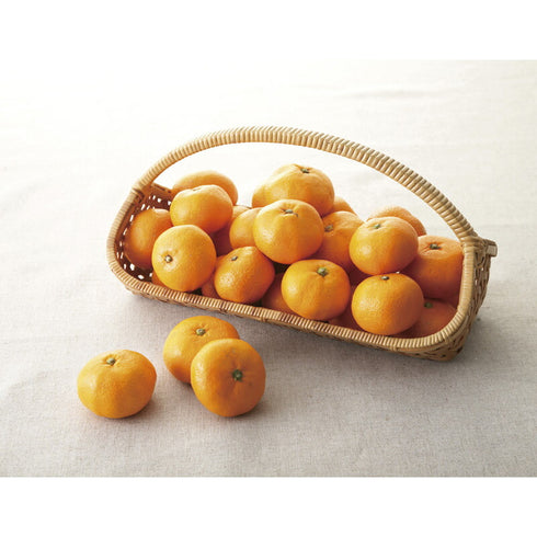 【送料無料】 南四国ファーム 愛媛みかん 3kg