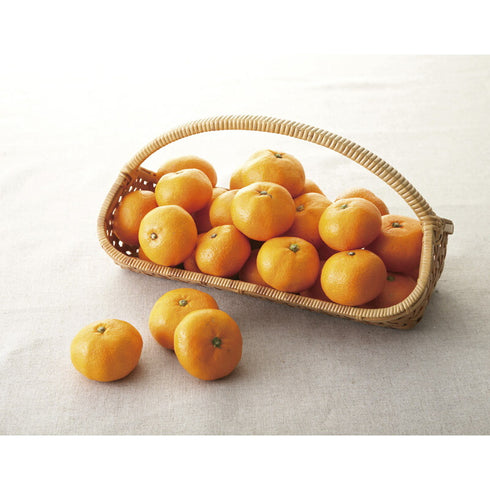 【送料無料】 南四国ファーム 愛媛みかん 5kg